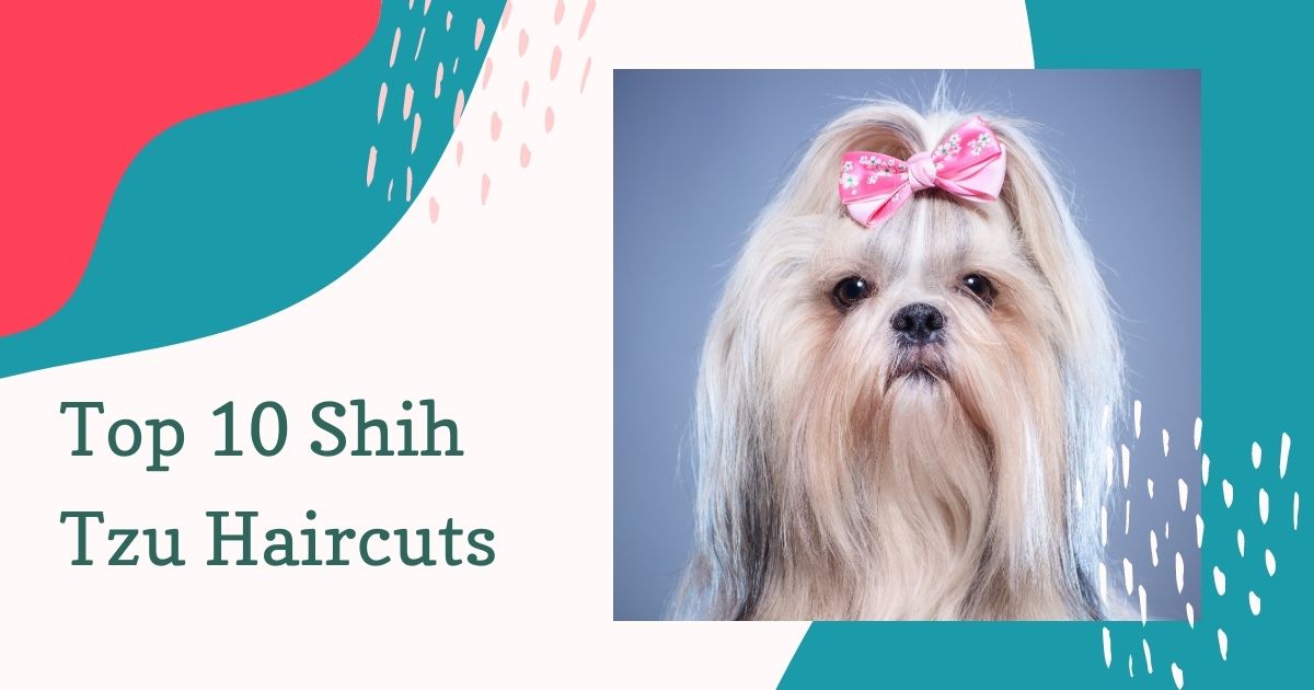 Top 10 Shih Tzu Haircuts - Groomers' Land