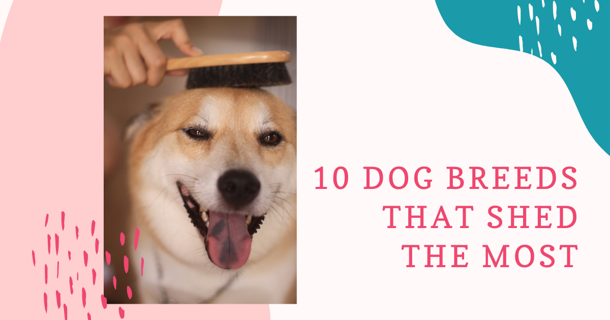 10 dog breeds that shed the most