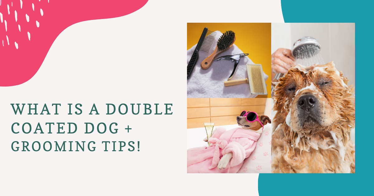 What is a Double Coated Dog + Grooming Tips!