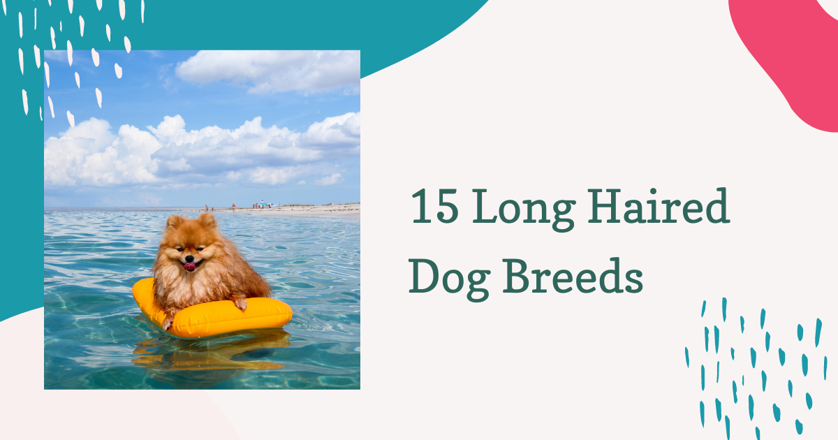 15 Long Haired Dog Breeds