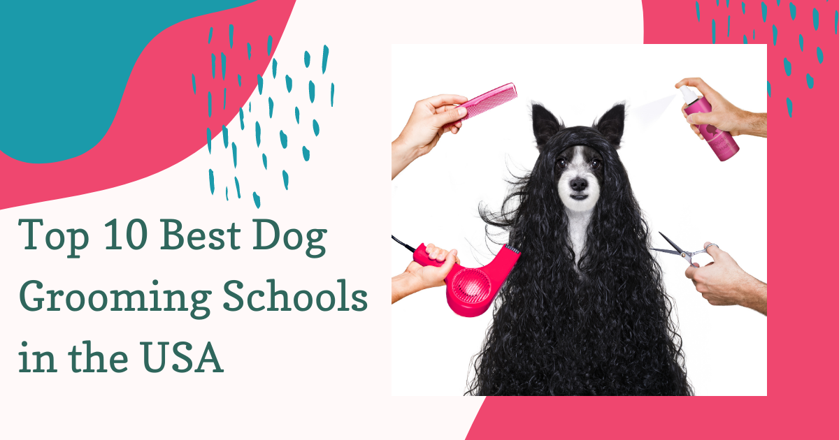 Top 10 Best Dog Grooming Schools in the USA