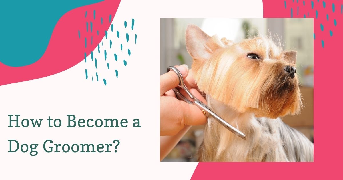 How to become a dog groomer?