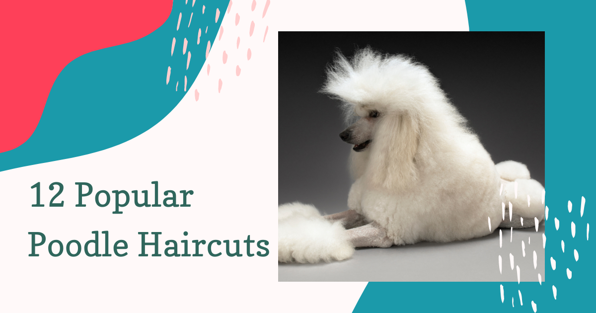 12 Popular Poodle Haircuts