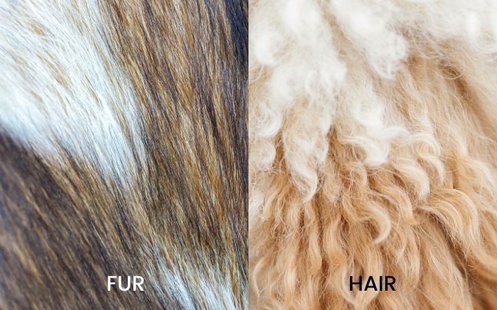 dog fur vs dog hair