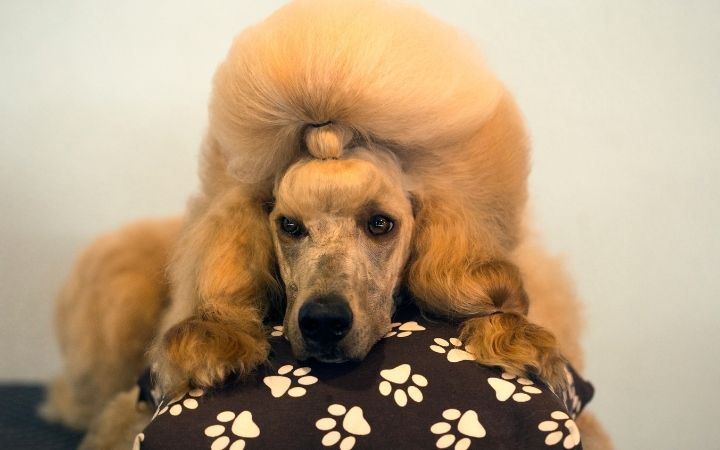 poodle hair