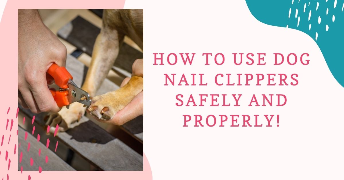 How to Use Dog Nail Clippers Safely and Properly!