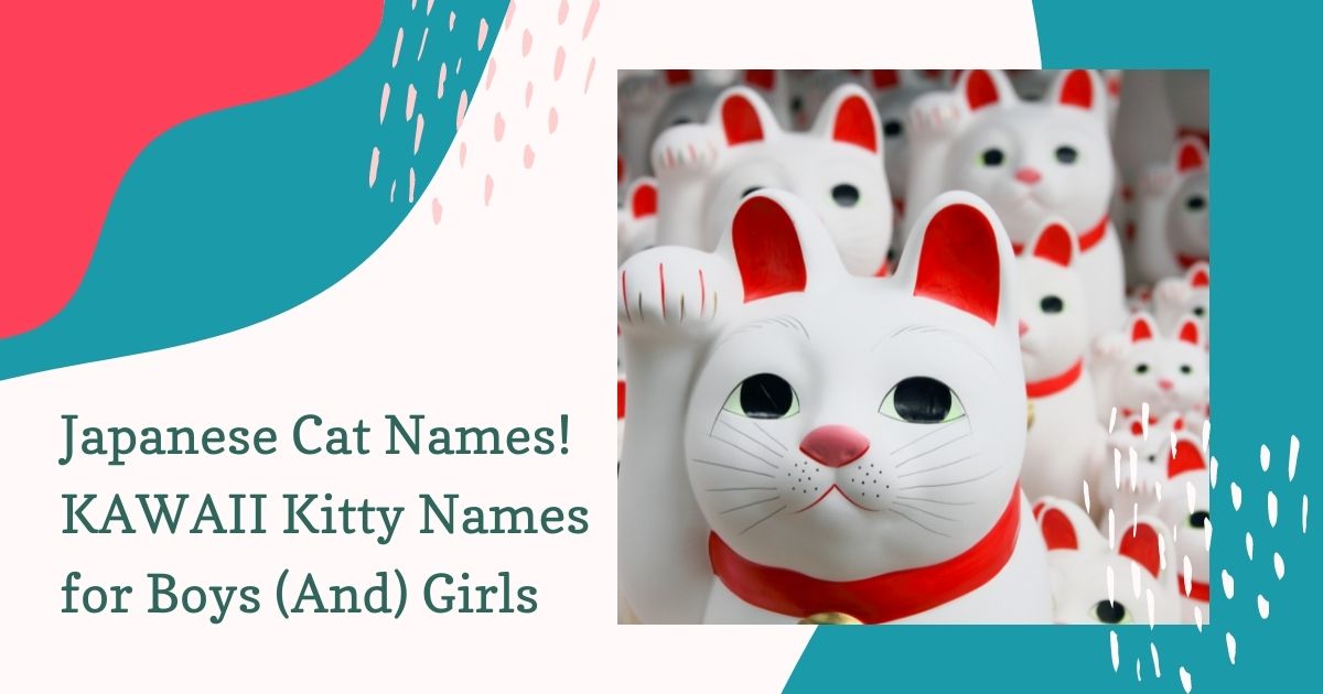 Japanese Cat Names! KAWAII Kitty Names for Boys (And) Girls