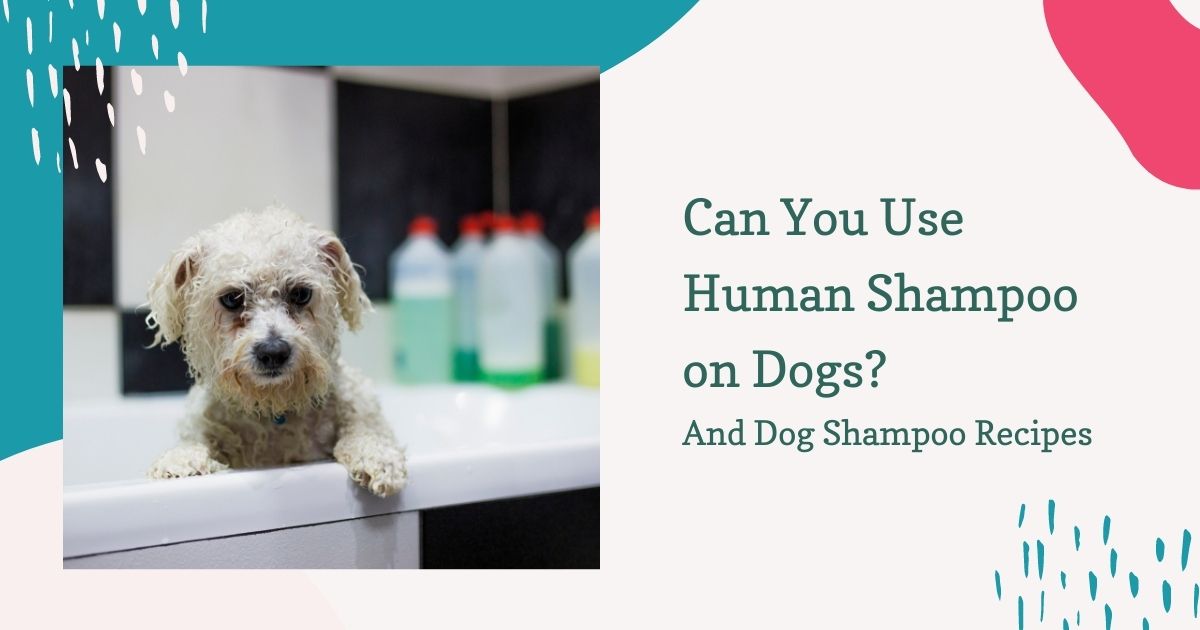 Can You Use Human Shampoo on Dogs? And Dog Shampoo Recipes