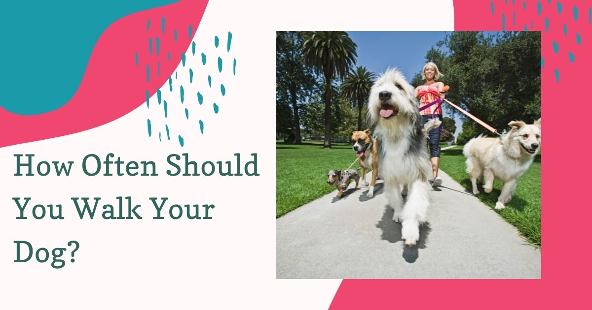 How Often Should You Walk Your Dog?