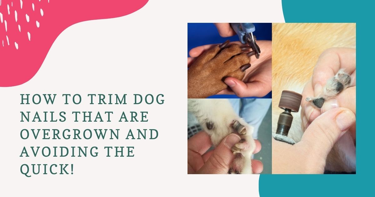 How to Trim Dog Nails That Are Overgrown And Avoiding the QUICK!