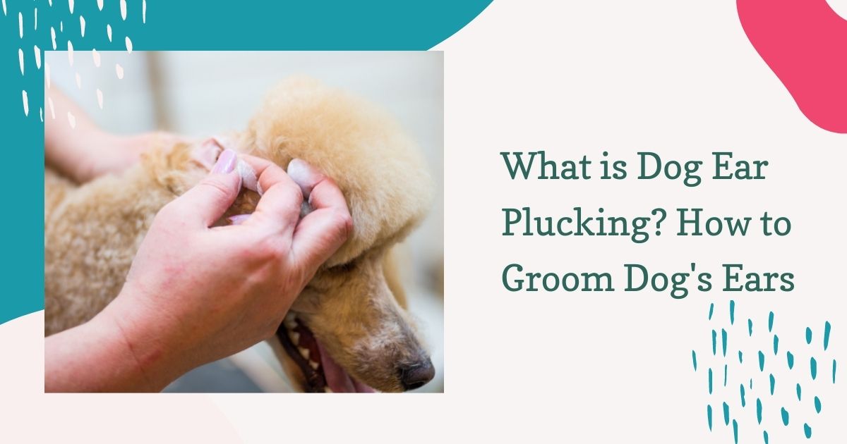 What is Dog Ear Plucking? How to Groom Dog's Ears
