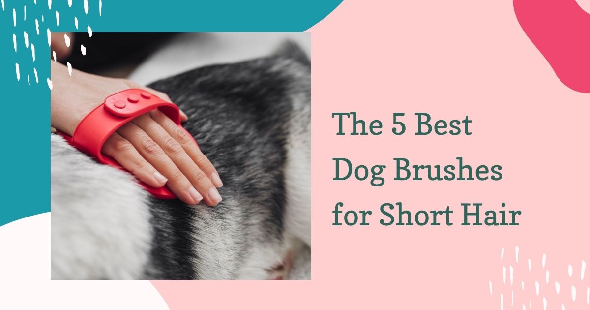 The 5 Best Dog Brushes for Short Hair (Grooming)