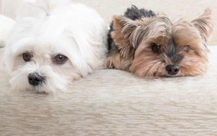 companion dogs on sofa