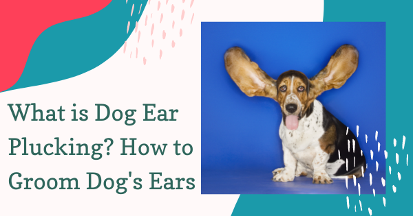 Dog Ear Plucking