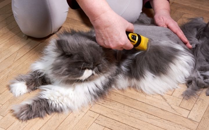 cutting hair on a cat