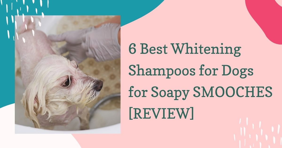 6 Best Whitening Shampoos for Dogs for Soapy SMOOCHES [REVIEW]