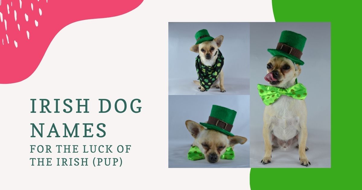 Irish Dog Names- For The Luck of The Irish (Pup)