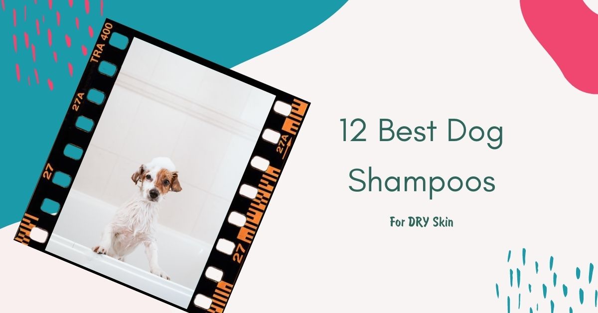 Best dog shampoo for dry skin