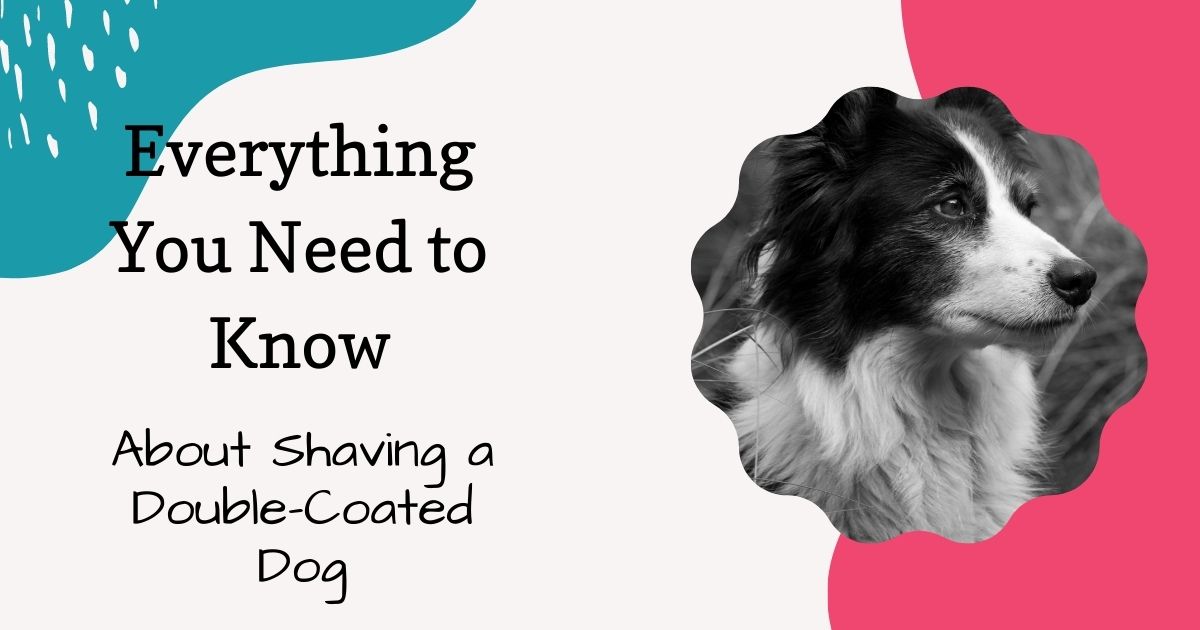 Shaving a double coated dog