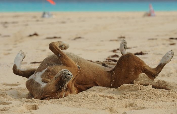 brown dog rolling on beach sand