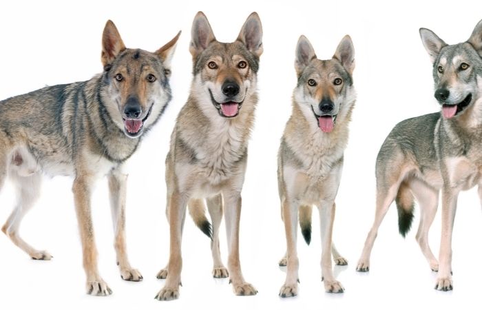 pack of wolf dogs