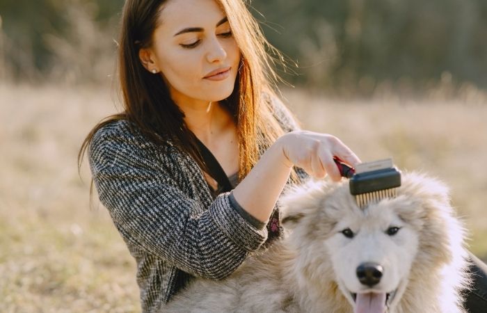 How Often to Groom Your Dog