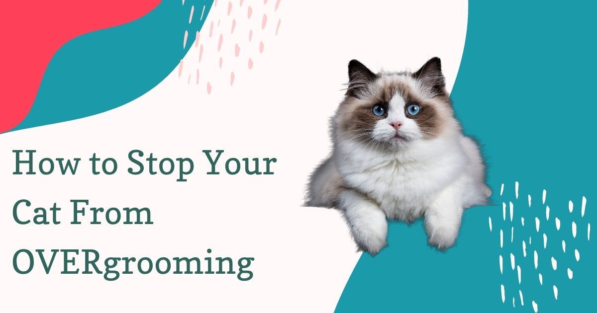 How to Stop Your Cat From OVERgrooming