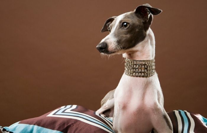 Italian Greyhound with diamante collar
