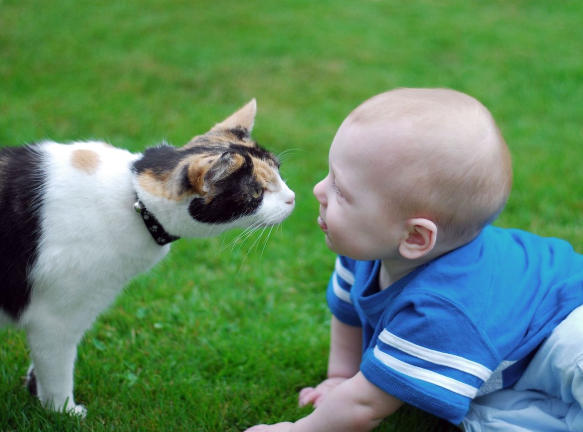 cat and a baby