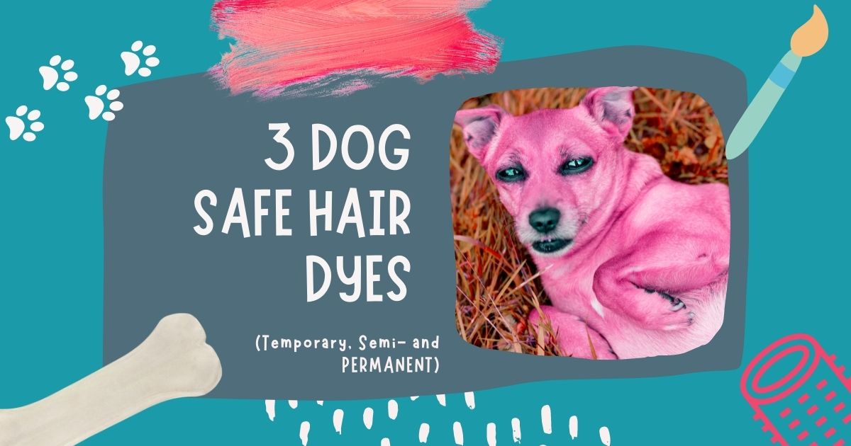 dog safe hair dye