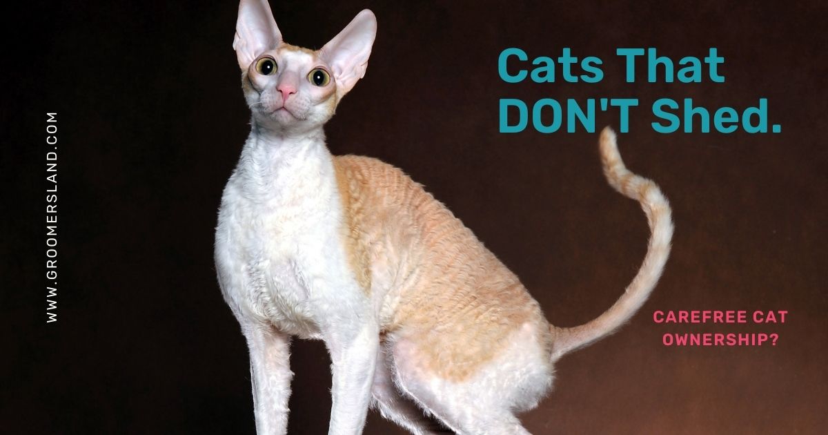 cats that don't shed