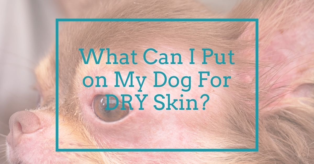 What can I put on my dog for dry skin