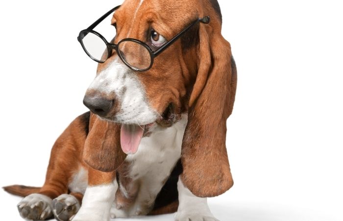 basset hound puppy wearing spectacles