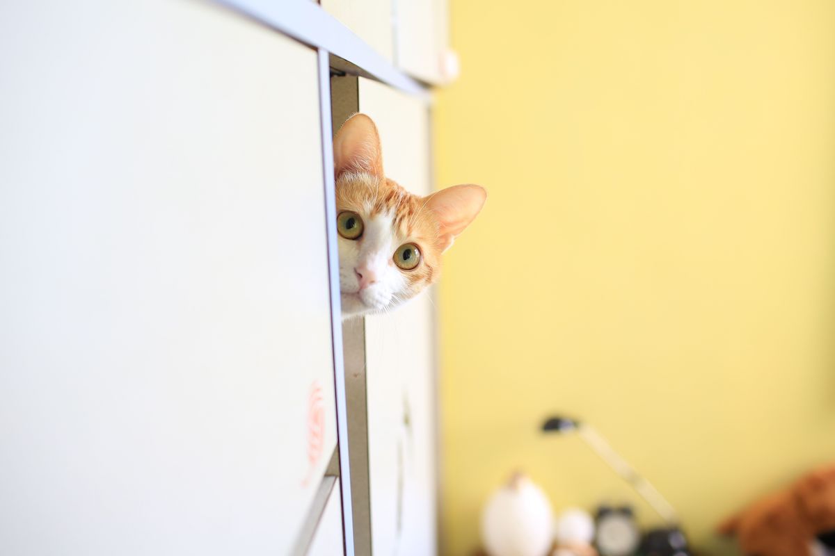 cat hiding in wardrobe