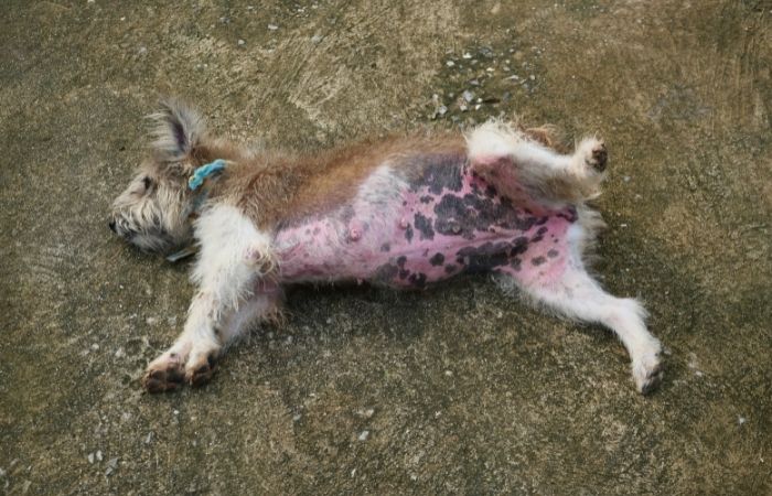 dog with a red rash on tummy