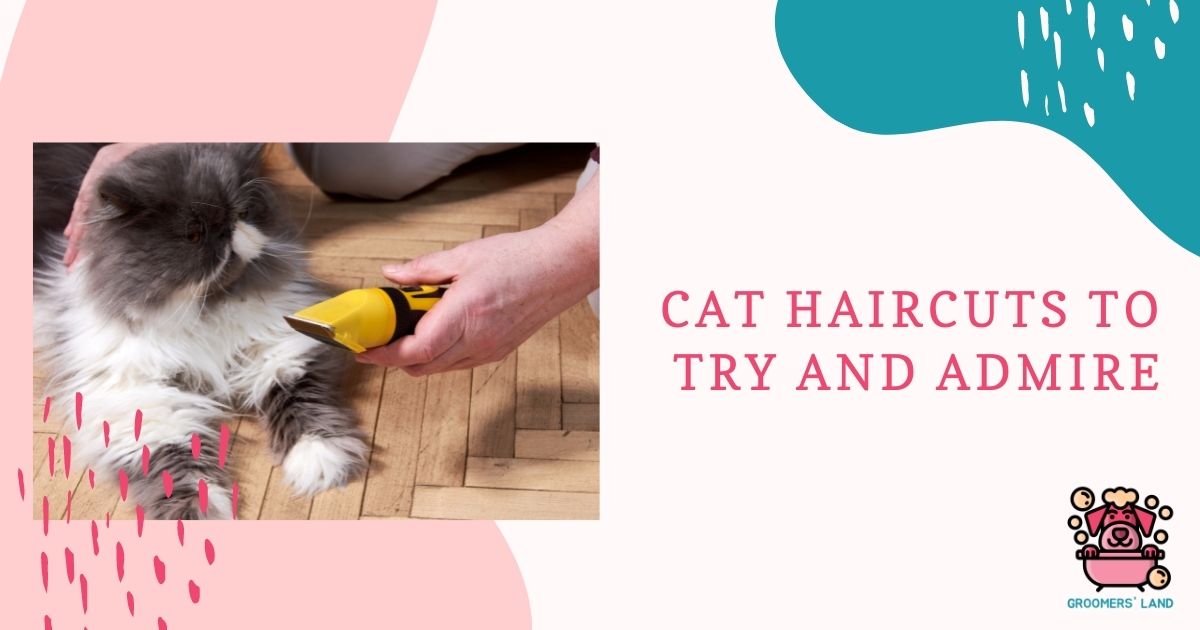 cat haircuts