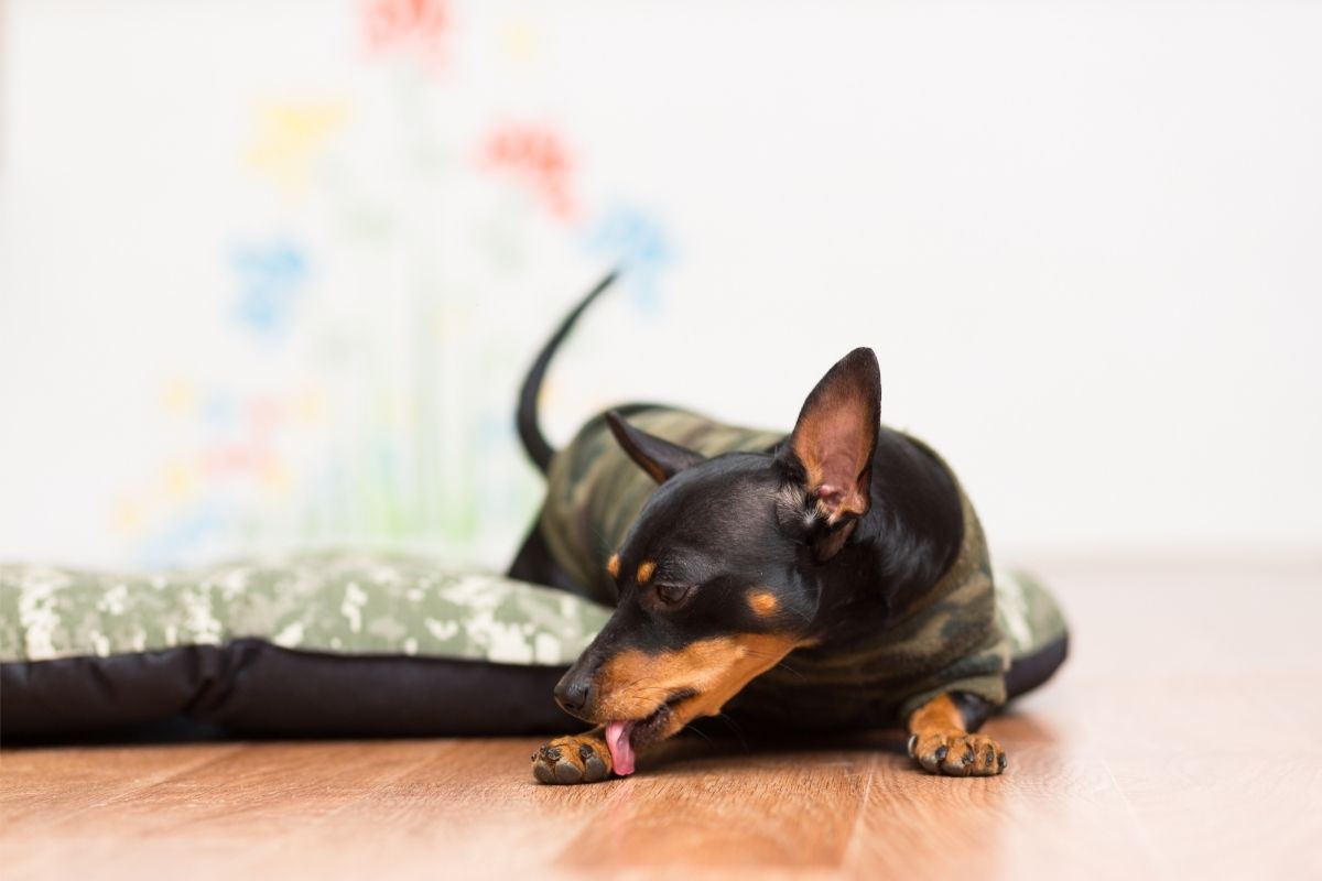 Dog Toy Terrier licking paw