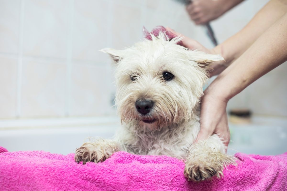 Dog bath and pink towel