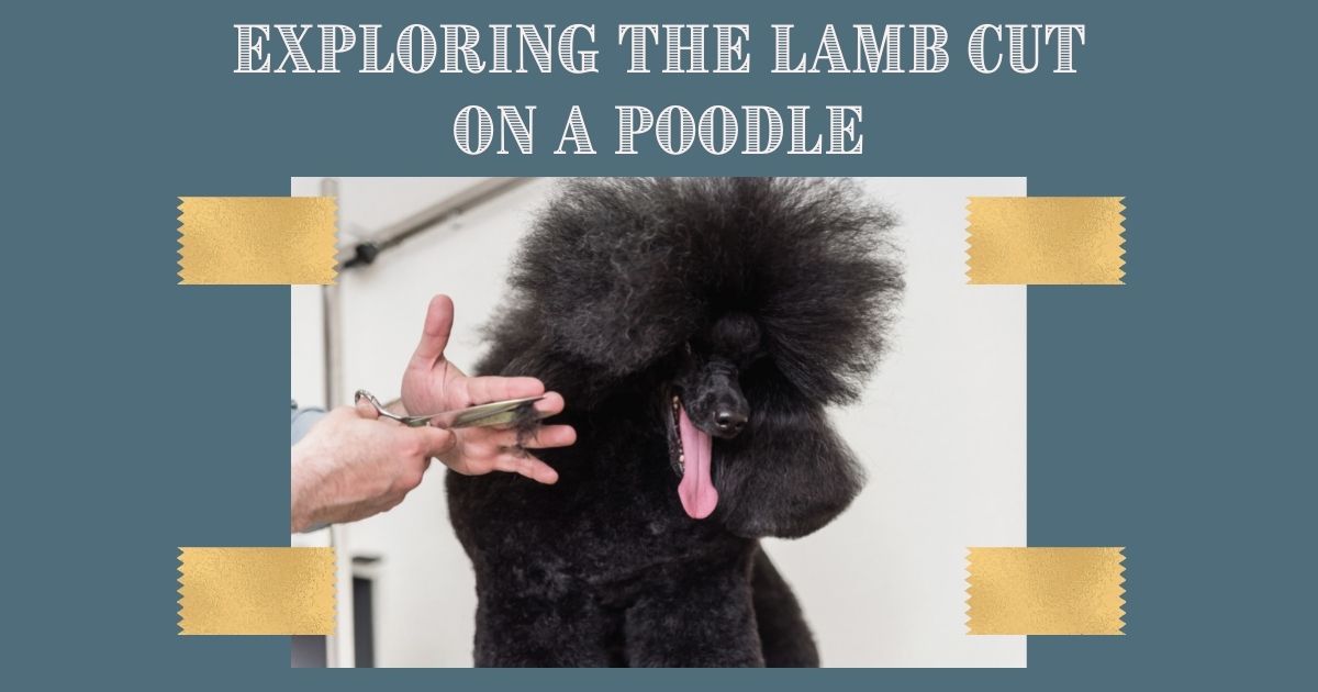 lamb cut on a poodle