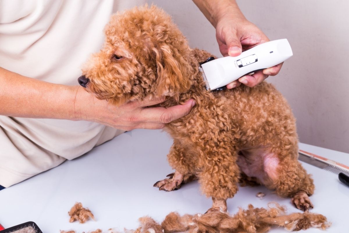 Groomer grooming poodle dog 
