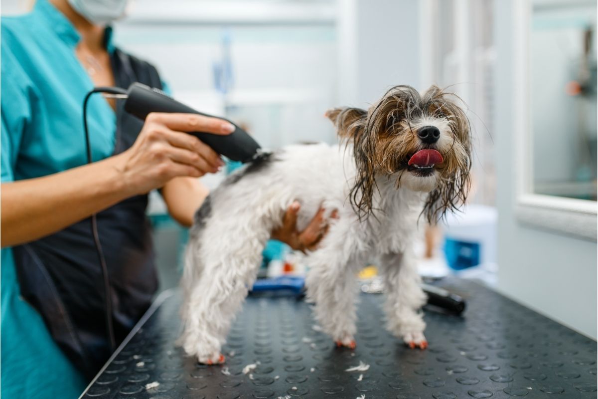 Groomer with Hair Clipper Grooming Little Dog