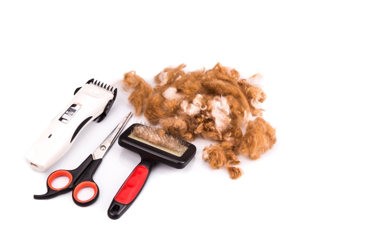 Grooming accessories of clipper, scissor, comb, brush 