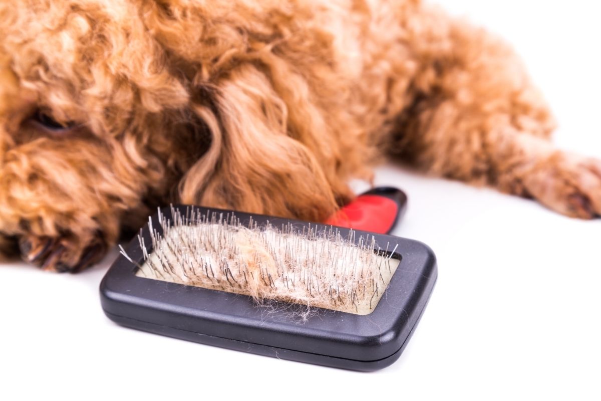 Poodle dog after brushing