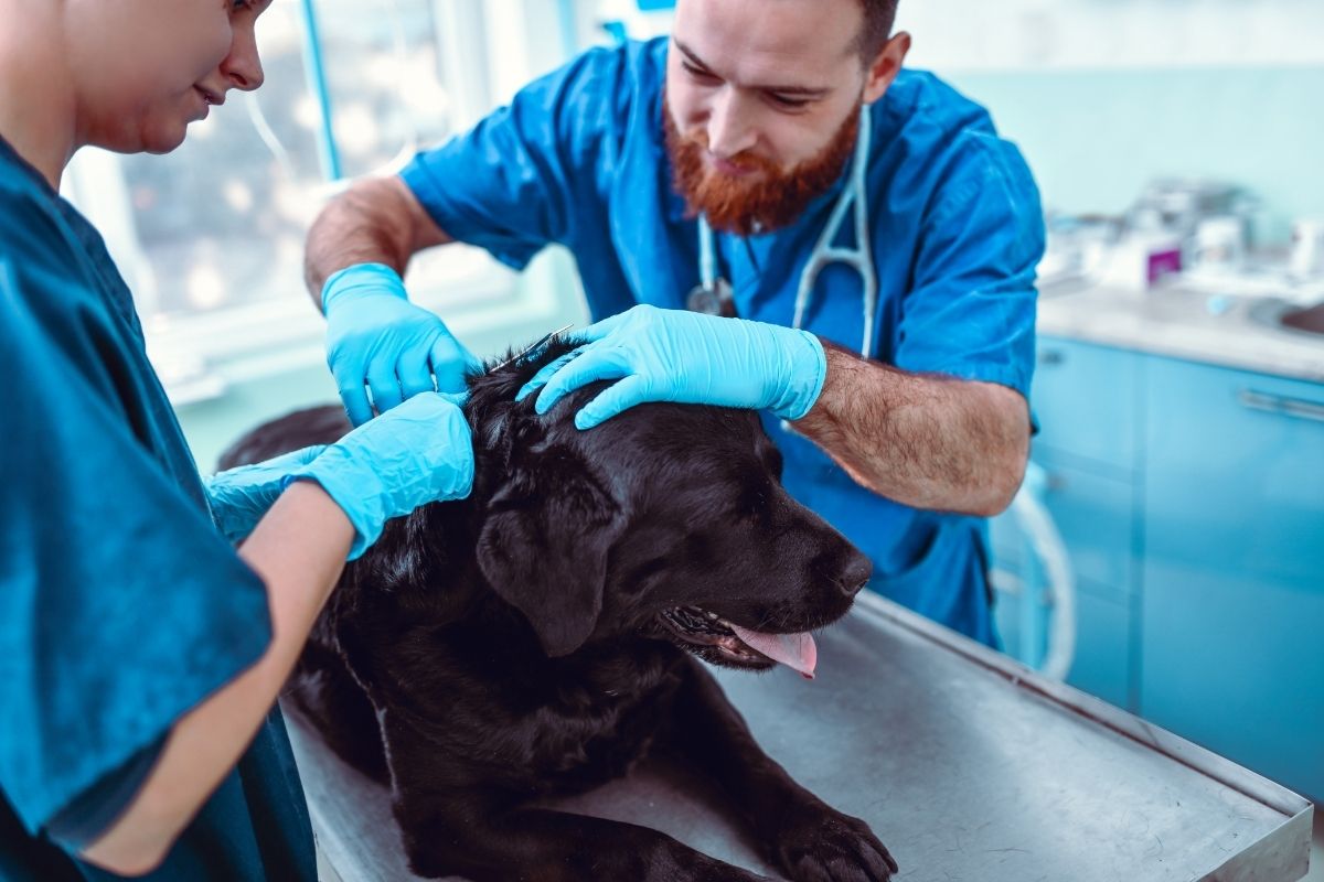 Vets Checking Dog For Fleas