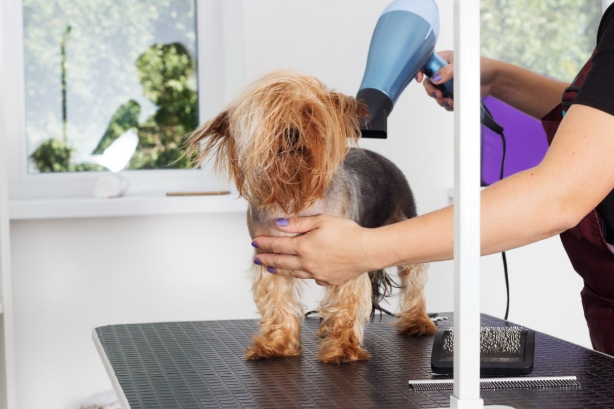 Wet Yorkshire terrier dog in her hair dry 