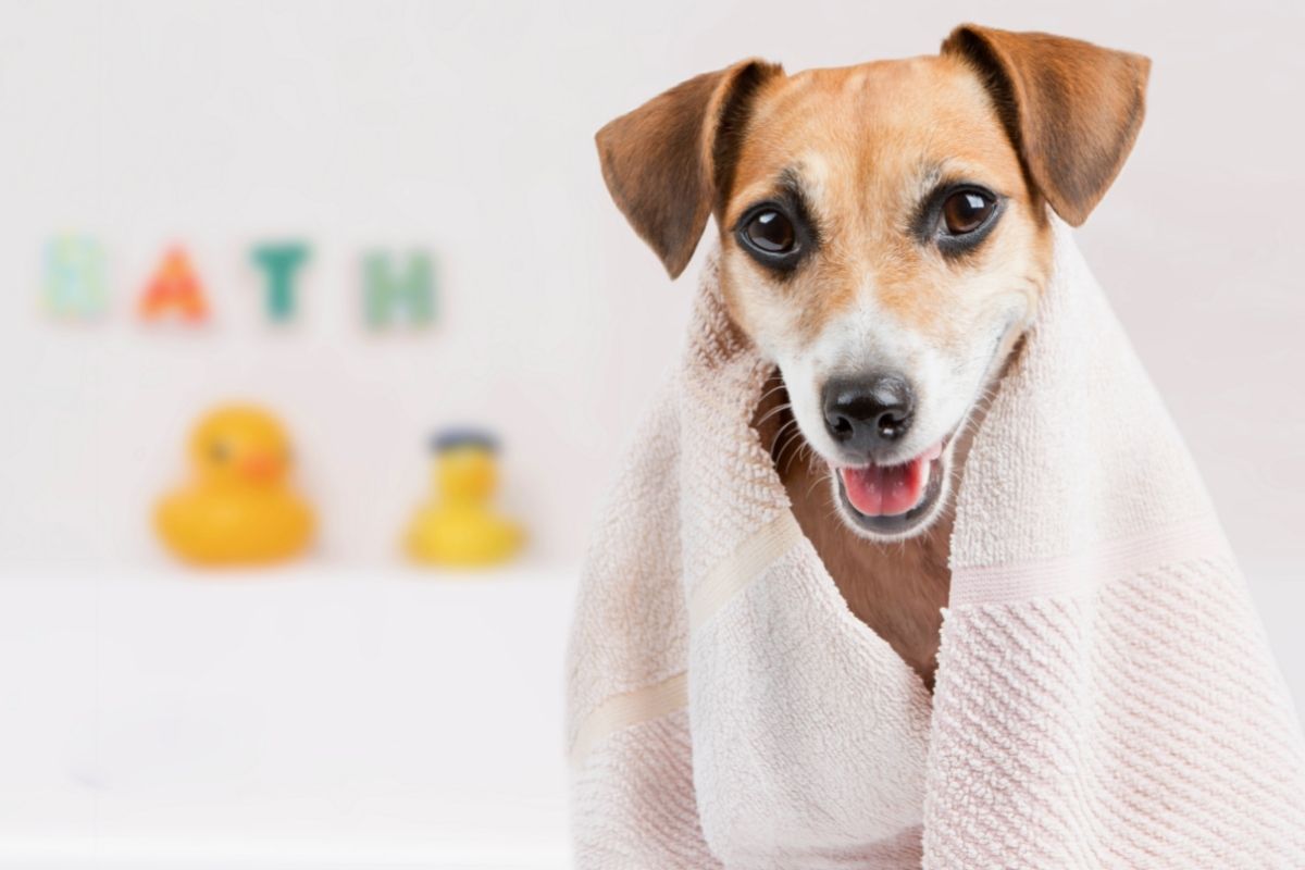 dog preparing for bath