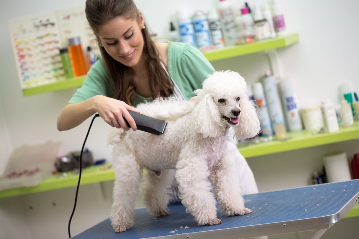 smiling woman haircut white poodle