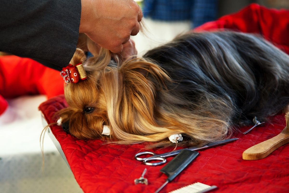 yorkshire terrier grooming