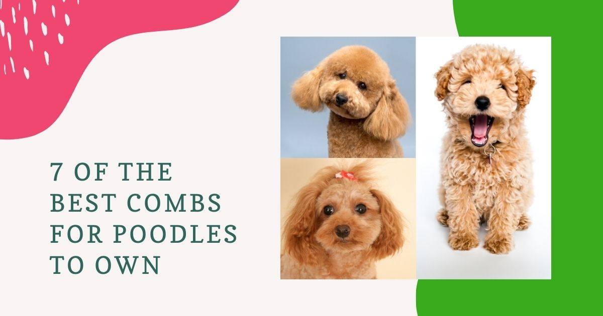 best combs for poodles