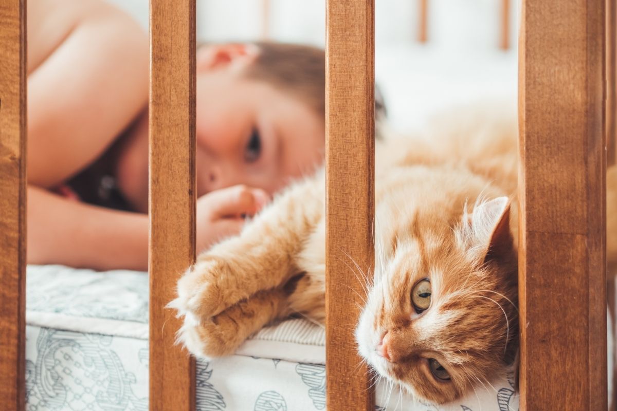 Cat and Toddler in a Crib